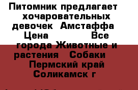 Питомник предлагает 2-хочаровательных девочек  Амстаффа › Цена ­ 25 000 - Все города Животные и растения » Собаки   . Пермский край,Соликамск г.